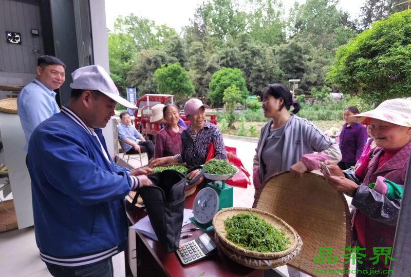 探茶哪里的綠茶最好史